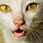 Los gatos con demencia muestran cambios cerebrales similares a los del Alzheimer humano, según un nuevo estudio