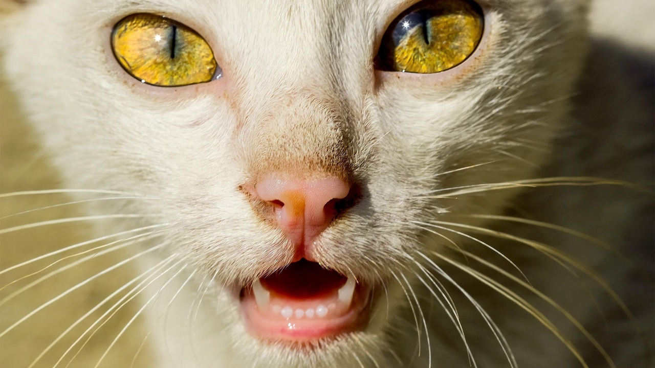 Descubren similitudes entre la demencia felina y el Alzheimer en humanos