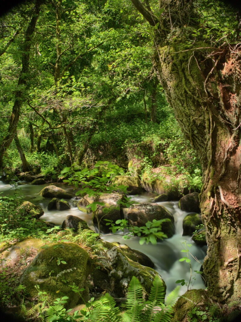 Bosque mágico de Castro Caldelas