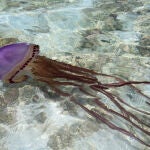 Las medusas suelen estar presentes en las playas españolas cada año, especialmente en el mar Mediterráneo, donde llegan "antes de tiempo" por el aumento de temperaturas