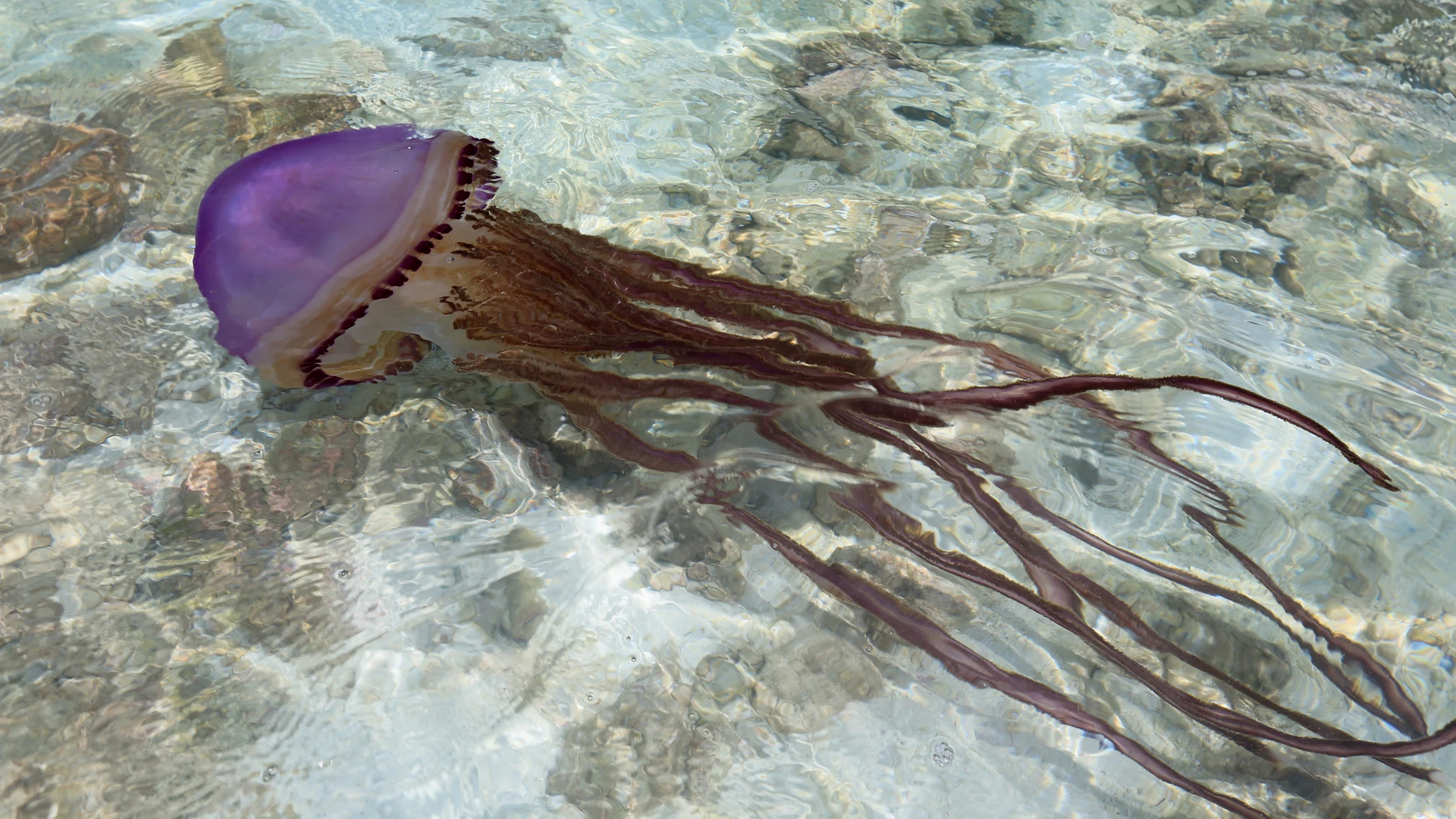 Las medusas suelen estar presentes en las playas españolas cada año, especialmente en el mar Mediterráneo, donde llegan "antes de tiempo" por el aumento de temperaturas