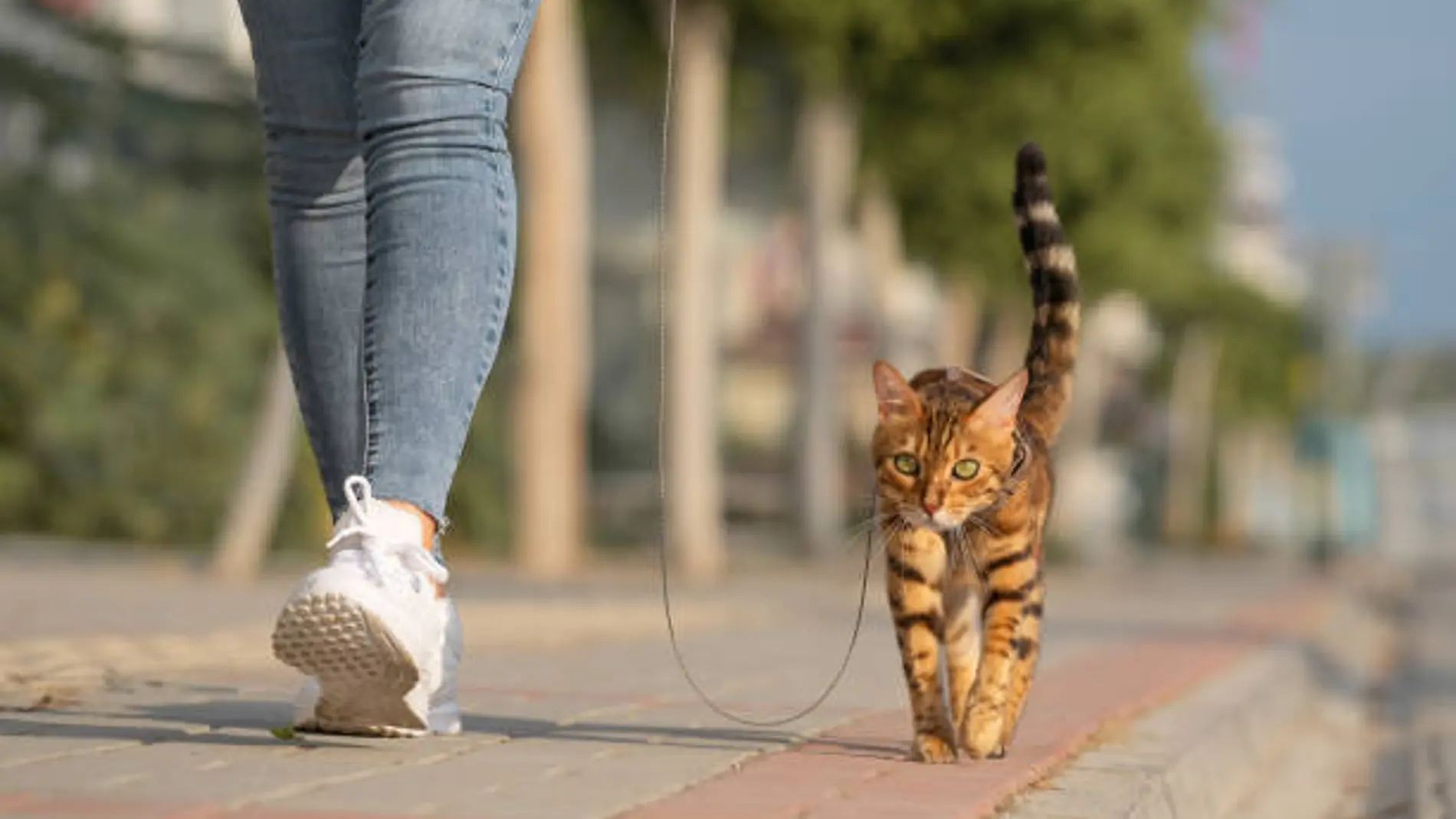 No saques a tu gato de paseo con correa o te arrepentirás según un veterinario y etólogo