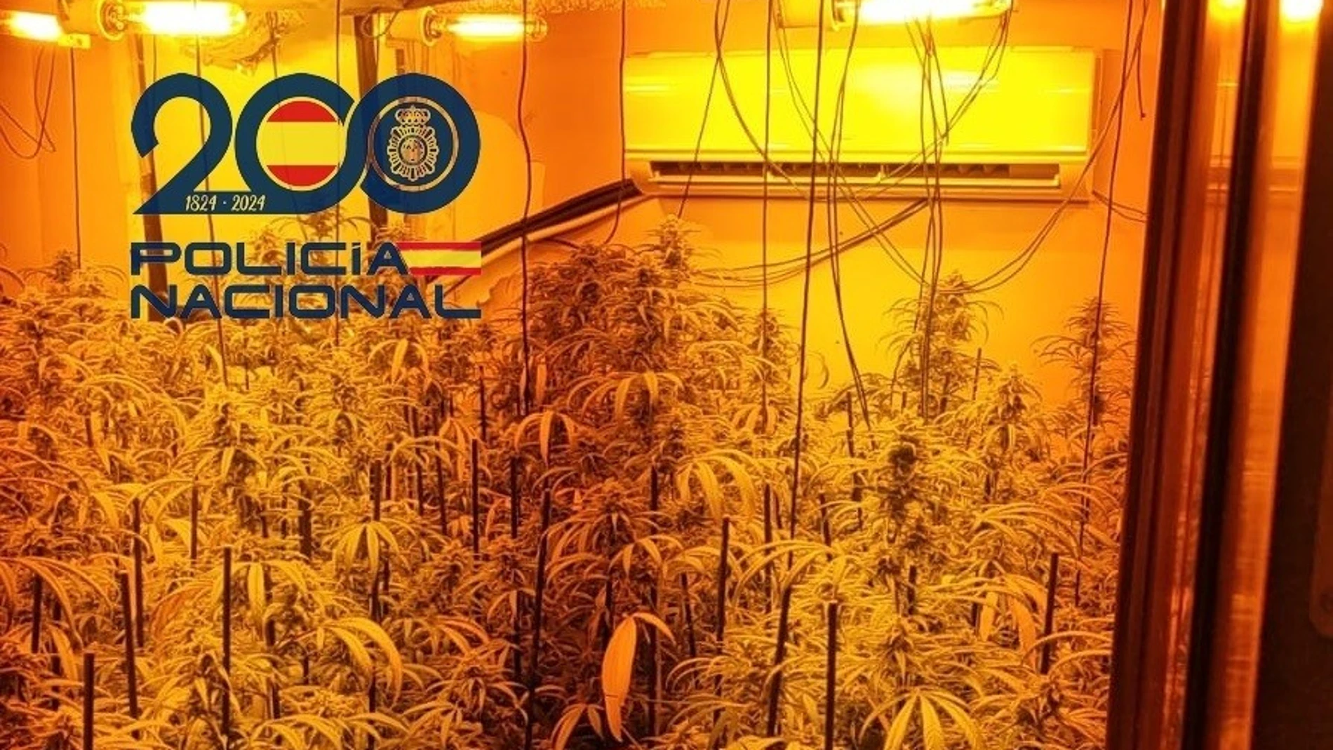 Plantación de marihuana