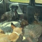 Sucesos.- Denuncian a un hombre en Cartagena por dejar a cuatro perros en el interior de una furgoneta estacionada