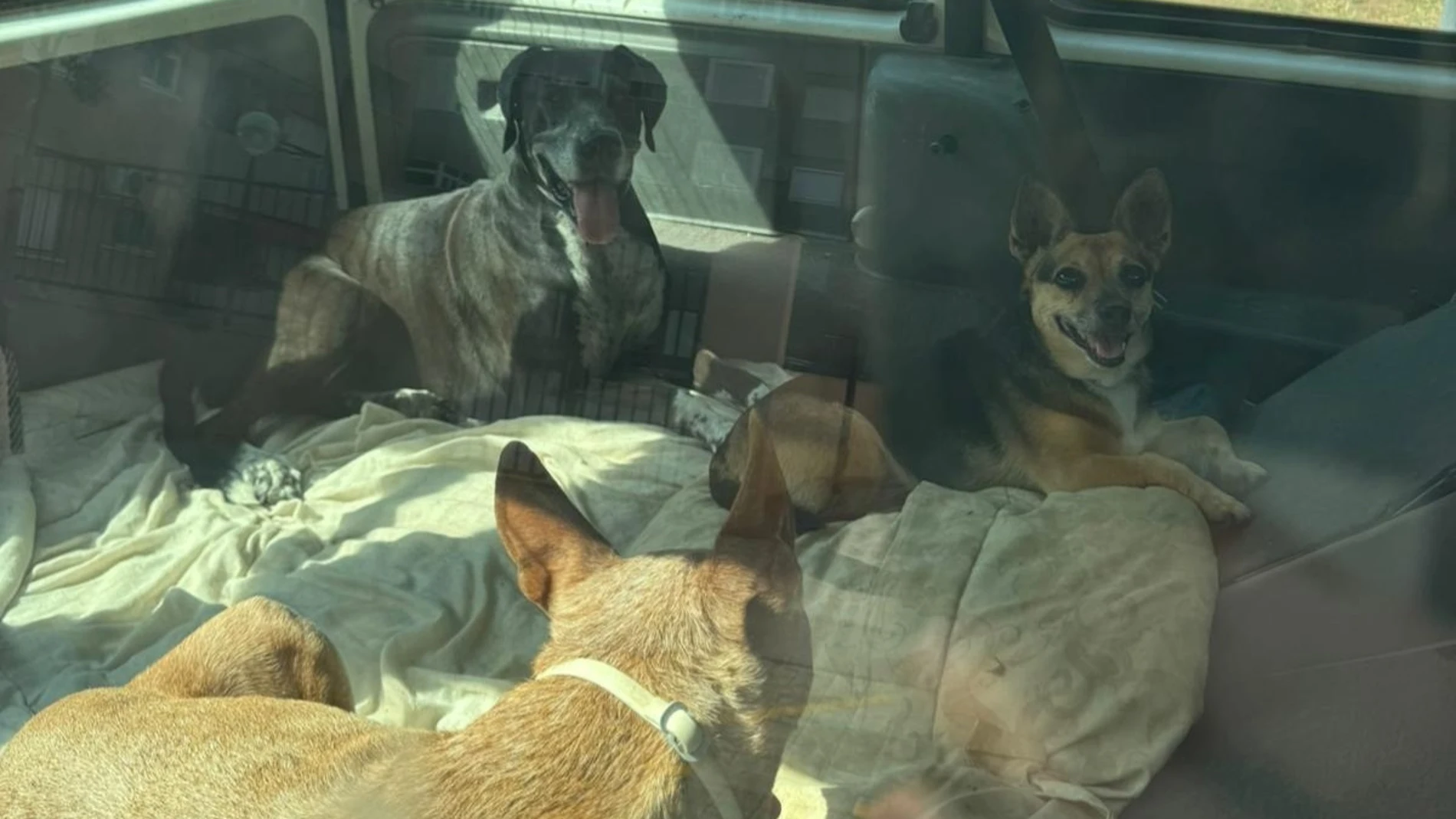Imagen de los perros dentro de la furgoneta estacionada REMITIDA / HANDOUT por AYUNTAMIENTO DE CARTAGENA Fotografía remitida a medios de comunicación exclusivamente para ilustrar la noticia a la que hace referencia la imagen, y citando la procedencia de la imagen en la firma 13/08/2025