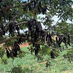 Los agricultores valencianos comienzan la recogida de la algarroba y animan a su consumo a la población local
