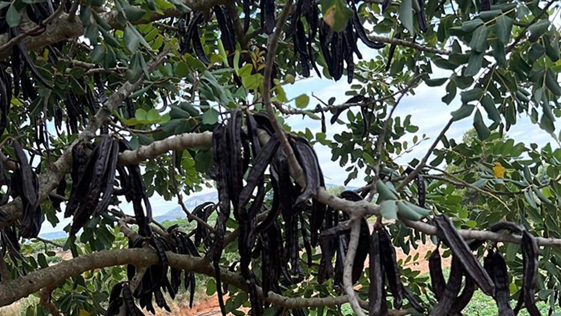 Los agricultores valencianos comienzan la recogida de la algarroba y animan a su consumo a la población local