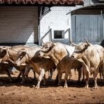 Pitones afilados y pelo jabonero: así son los novillos de Aurelio Hernando para esta noche en Madrid