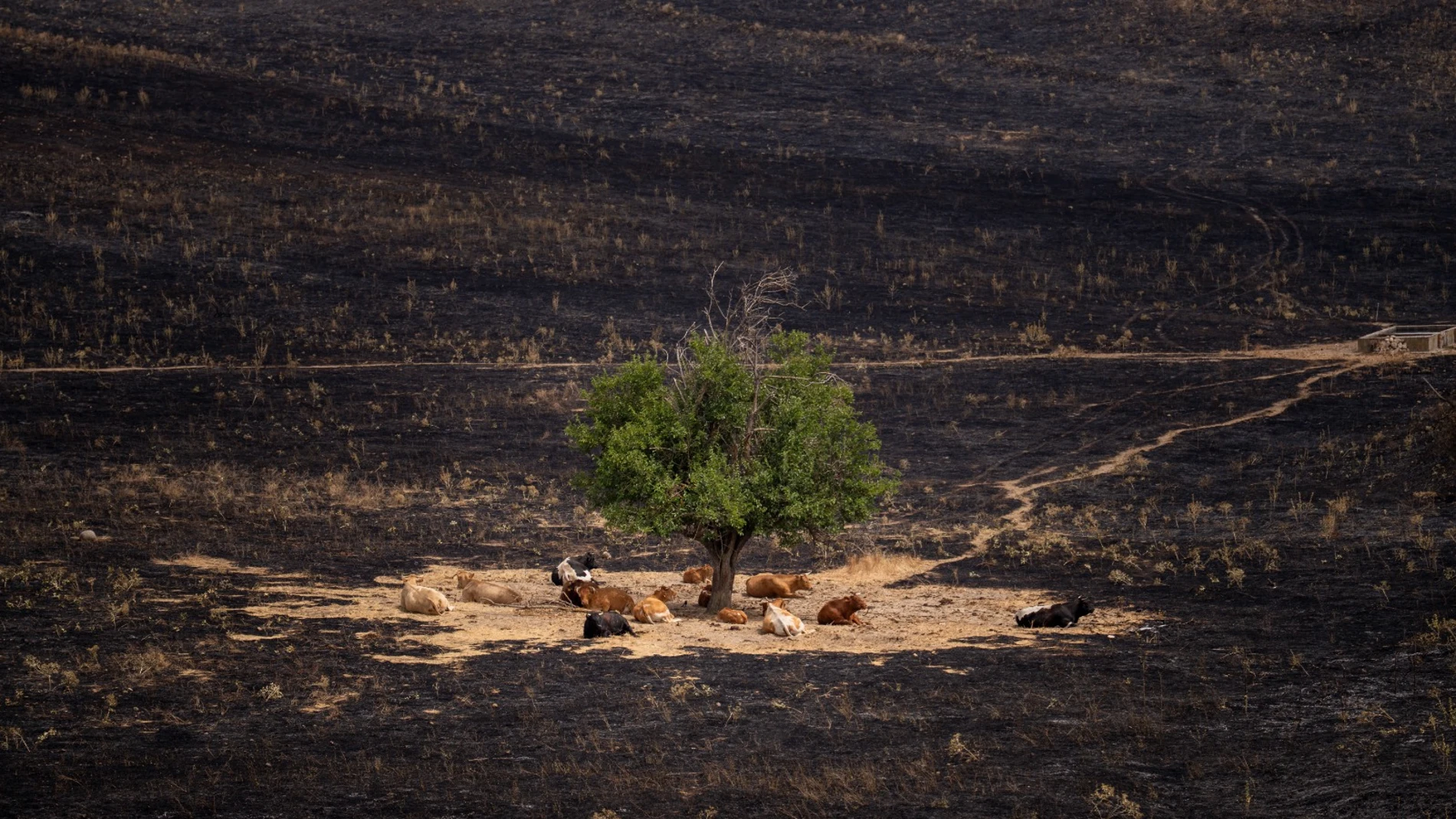 Unas vacas que salvaron en el incendio de Tres Cantos descansan rodeadas de terreno calcino el pasado 12 de agosto.