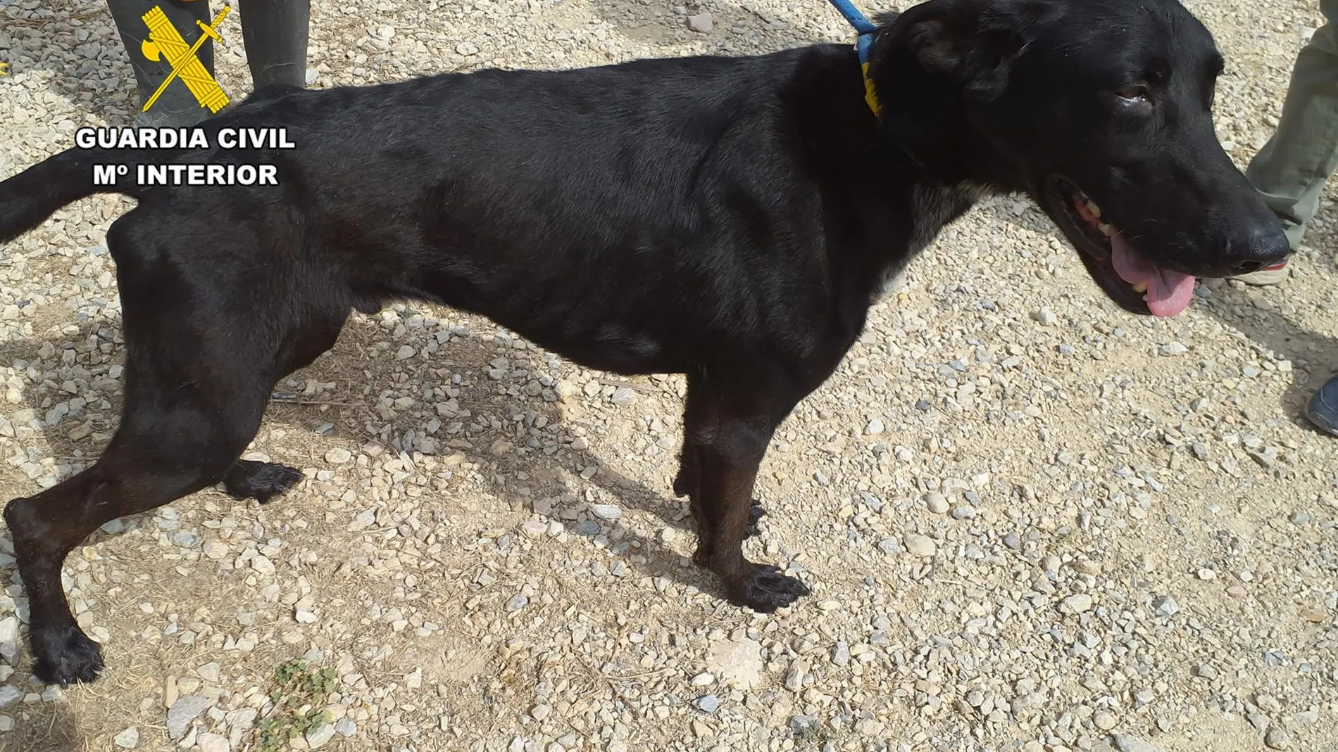 MURCIA.-Sucesos.- Investigan en San Pedro (Murcia) a una mujer tras hallar en su casa tres perros en severo estado de delgadez