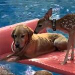 El plan de verano de un ciervo y dos perros que arrasa en TikTok: "Quiero estar en esa piscina"