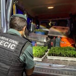 Un agente de la Guardia Civil localizando en el maletero del vehículo cuatro cajas de marihuana.