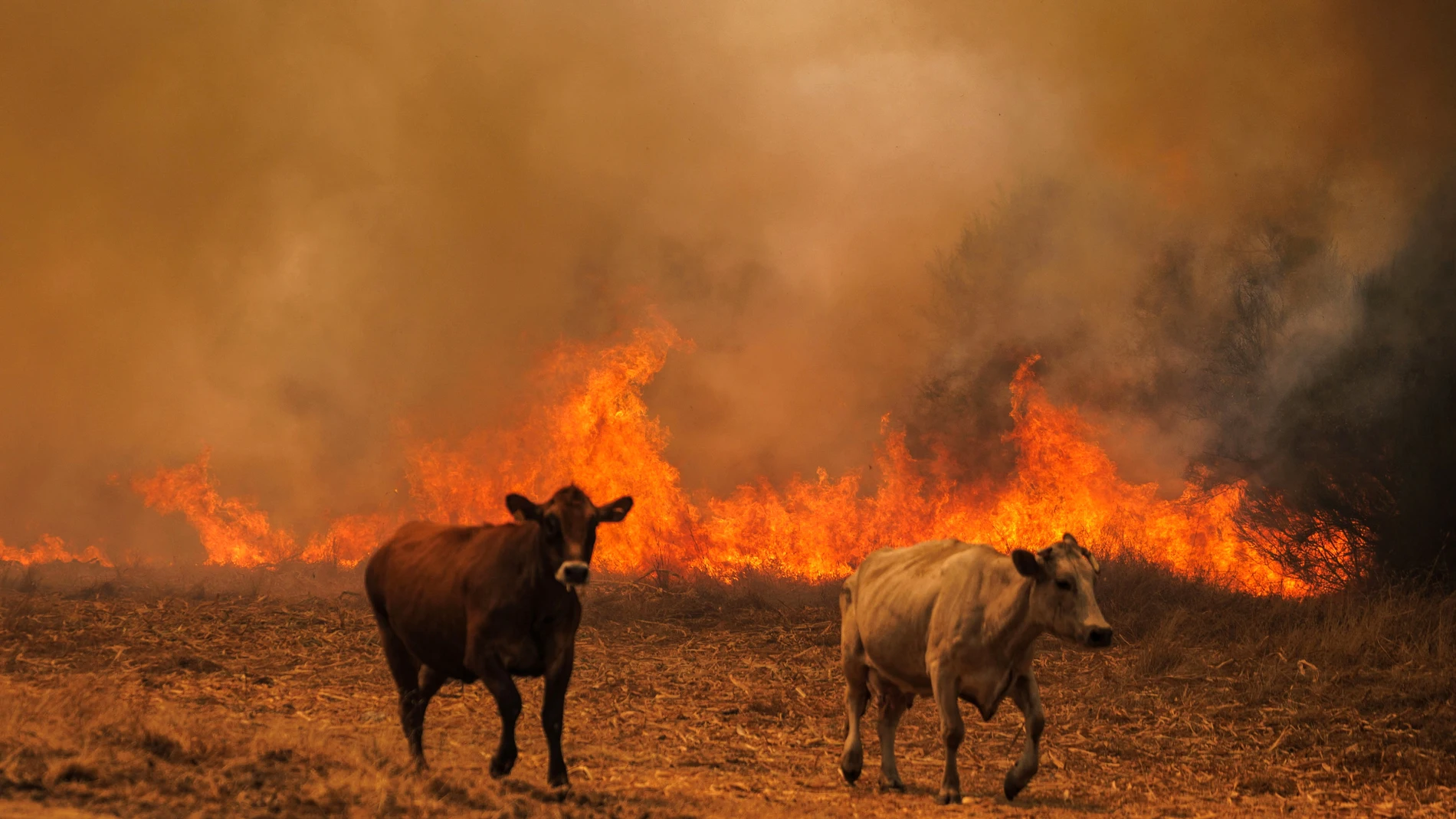 FOTODELDÍA - Quintela (Portugal), 14/08/2025.- Las vacas huyen de las llamas durante un incendio forestal en Quintela, municipio de Sernancelhe, distrito de Viseu, Portugal, el 14 de agosto de 2025. El incendio, que se inició temprano el 13 de agosto en Satao, dentro del distrito de Viseu, se ha extendido a los municipios de Sernancelhe y Aguiar da Beira, y continúa ardiendo sin posibilidad de intervención directa, según el comandante en el lugar. EFE/PEDRO SARMENTO COSTA