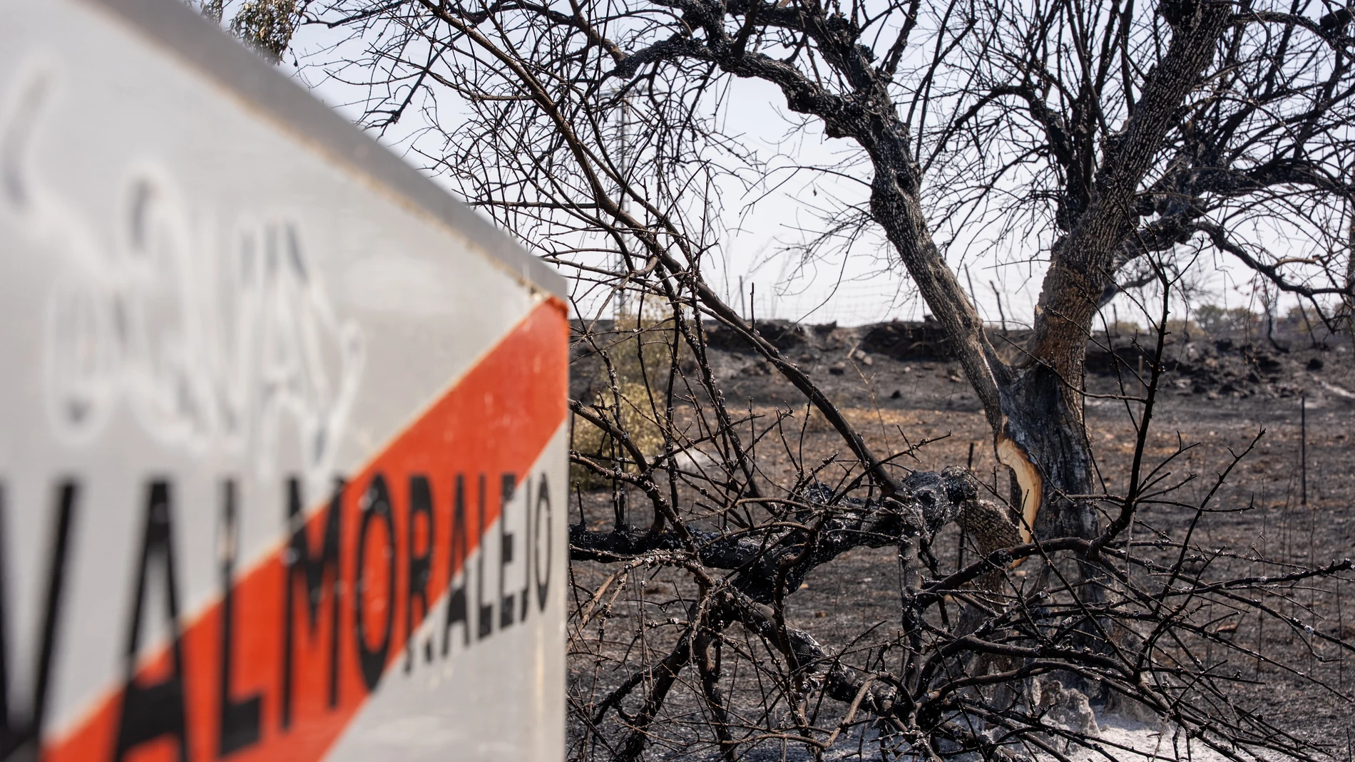 Terreno calcinado por el incendio.