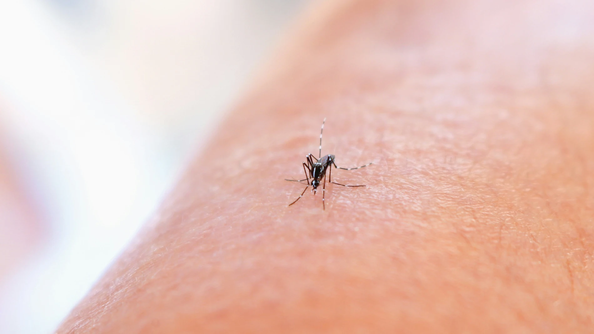 Las picaduras de mosquitos son habituales en verano