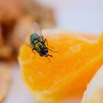 ¿Las moscas revolotean sobre tu comida cada vez que comes al aire libre? Aquí tienes una forma sencilla y eficaz de mantenerlas alejadas
