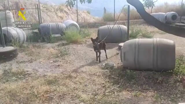 Dos investigados en Granada por maltratar a 17 perros y 10 équidos