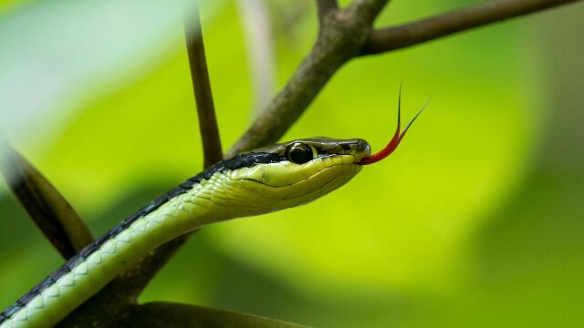 Imagen de serpiente