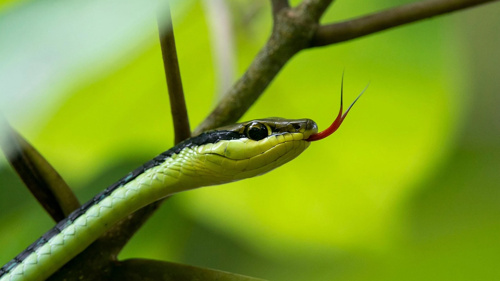 Imagen de serpiente