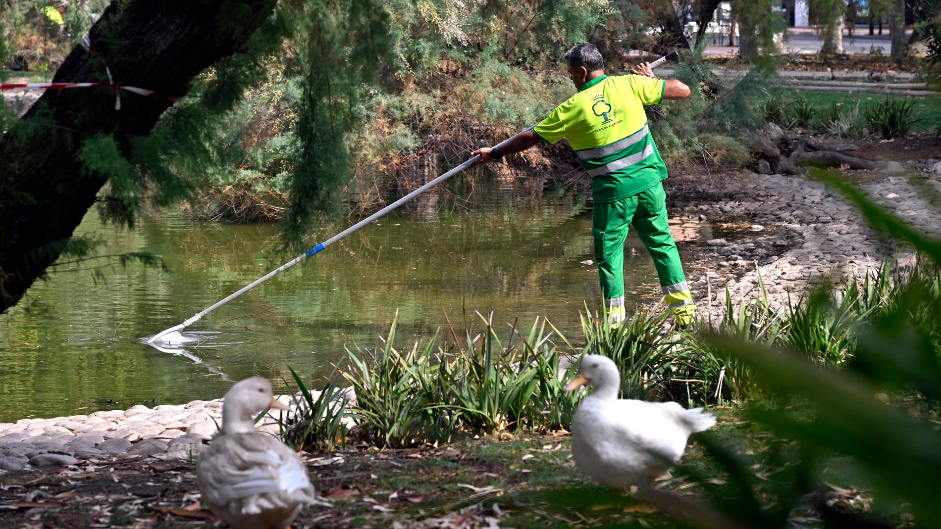 Un operario realiza labores de limpieza en un lago de Murcia REMITIDA / HANDOUT por AYUNTAMIENTO DE MURCIA Fotografía remitida a medios de comunicación exclusivamente para ilustrar la noticia a la que hace referencia la imagen, y citando la procedencia de la imagen en la firma 19/08/2025