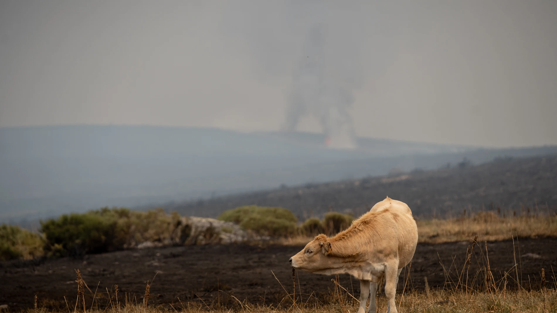 Fuego en Sanabria