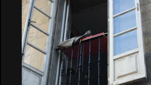 Un border collie encanta a los transeúntes del centro de Santiago y a más de 200 mil usuarios de TikTok desde la ventana de su casa