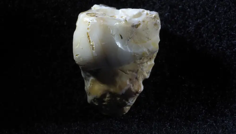 Molar que supone el resto más antiguo hallado en la zona