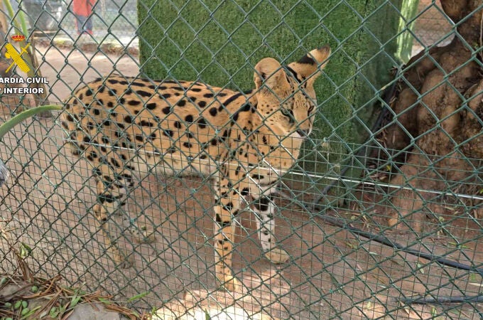 Desmantelado un zoo privado clandestino con más de 150 animales exóticos en Castellón