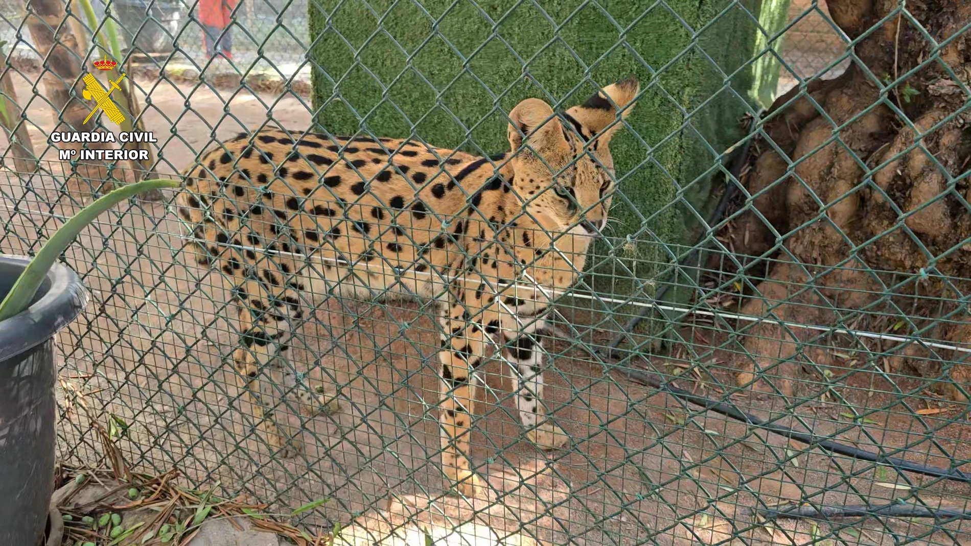 Desmantelado un zoo privado clandestino con más de 150 animales exóticos en Castellón