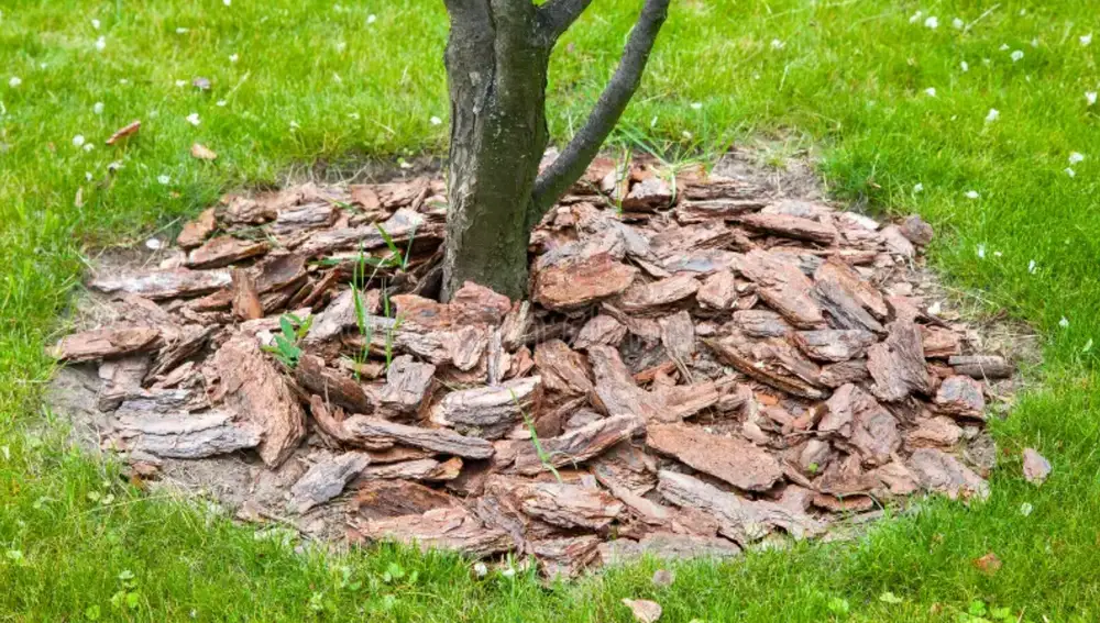 Árbol en el jardín