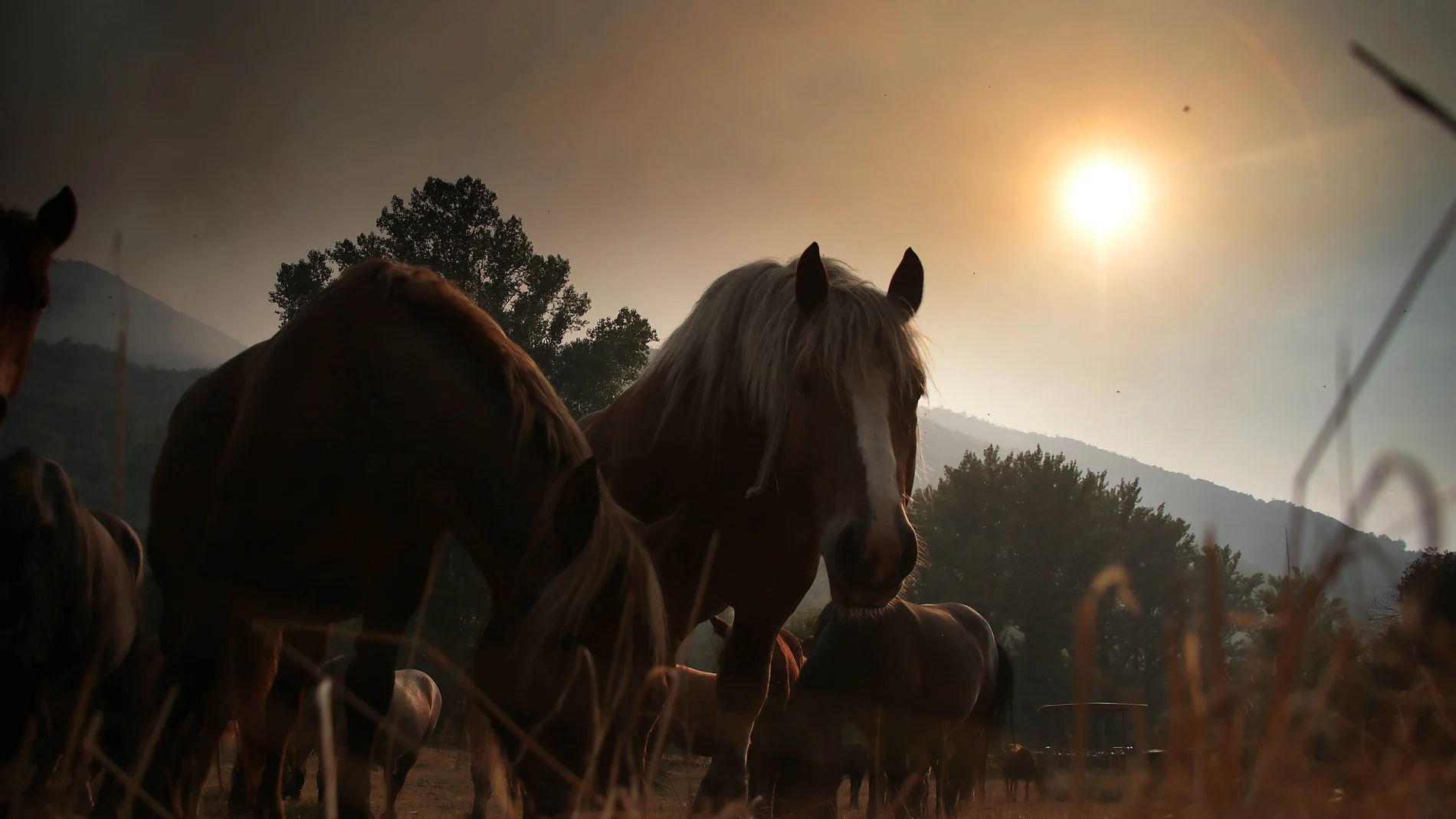 Explotación afectada por el incendios de Fasgar (León)