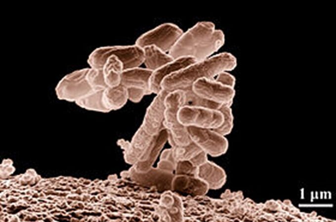 Bacteria E. coli, la base de la nueva forma de vida