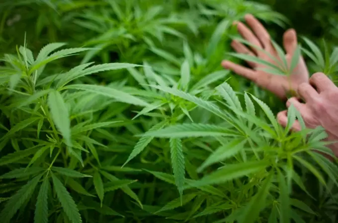 La ambigua relación del PSOE con el cannabis