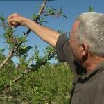 Los agricultores no podrían proteger su cosecha ante fuerte bajada de temperaturas "serían unas perdidas catastróficas"