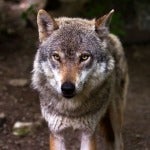 Imagen de archivo de un lobo ibérico
