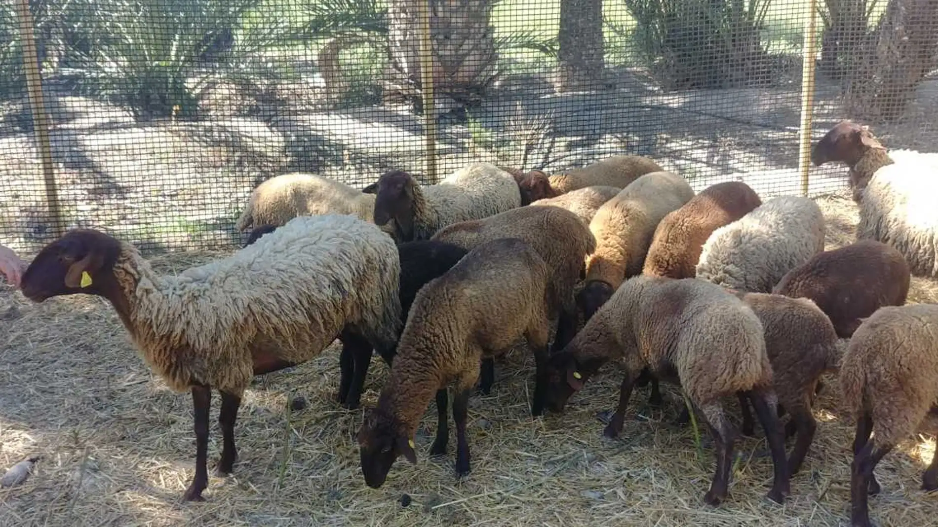 Ovejas guirra en el Hort del Pontos de Elche