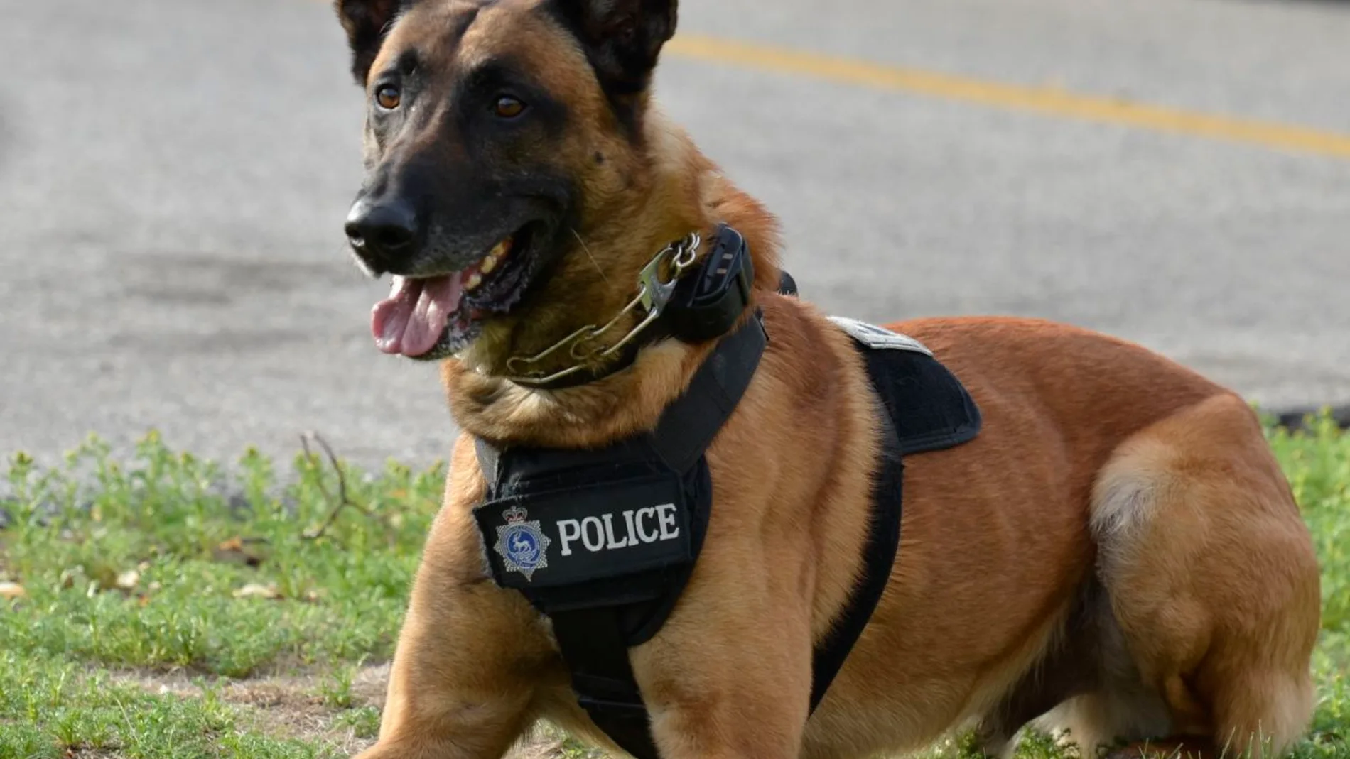 Perro policía