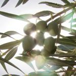 El cambio climático, el factor principal por el que se retrasa la recogida de la aceituna este año
