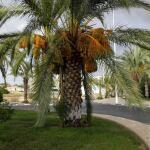 Palmera cargada de dátiles en una rotonda de Elche