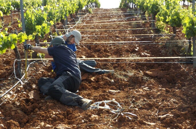 Un metodo sencillo y economico mide la erosion en los cultivos vitivinicolas