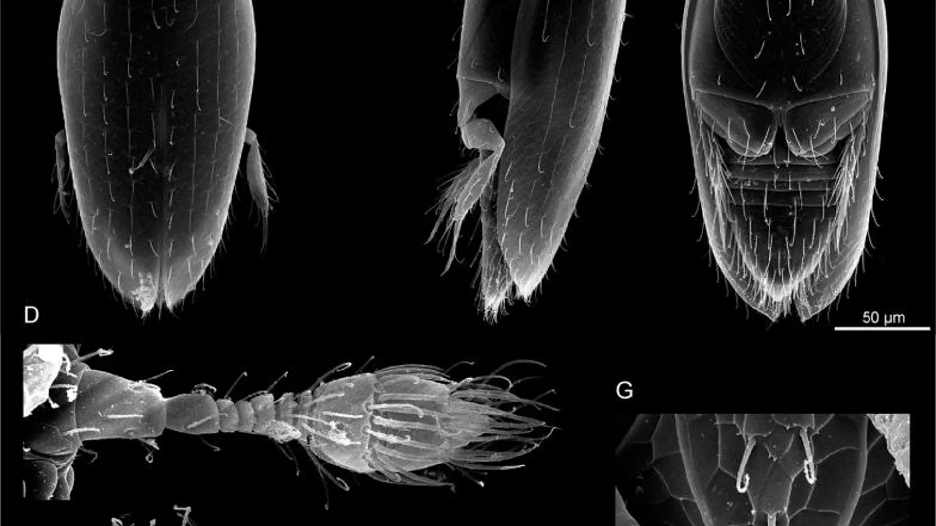 Descubierto el insecto más pequeño del mundo, de 0,325 milímetros