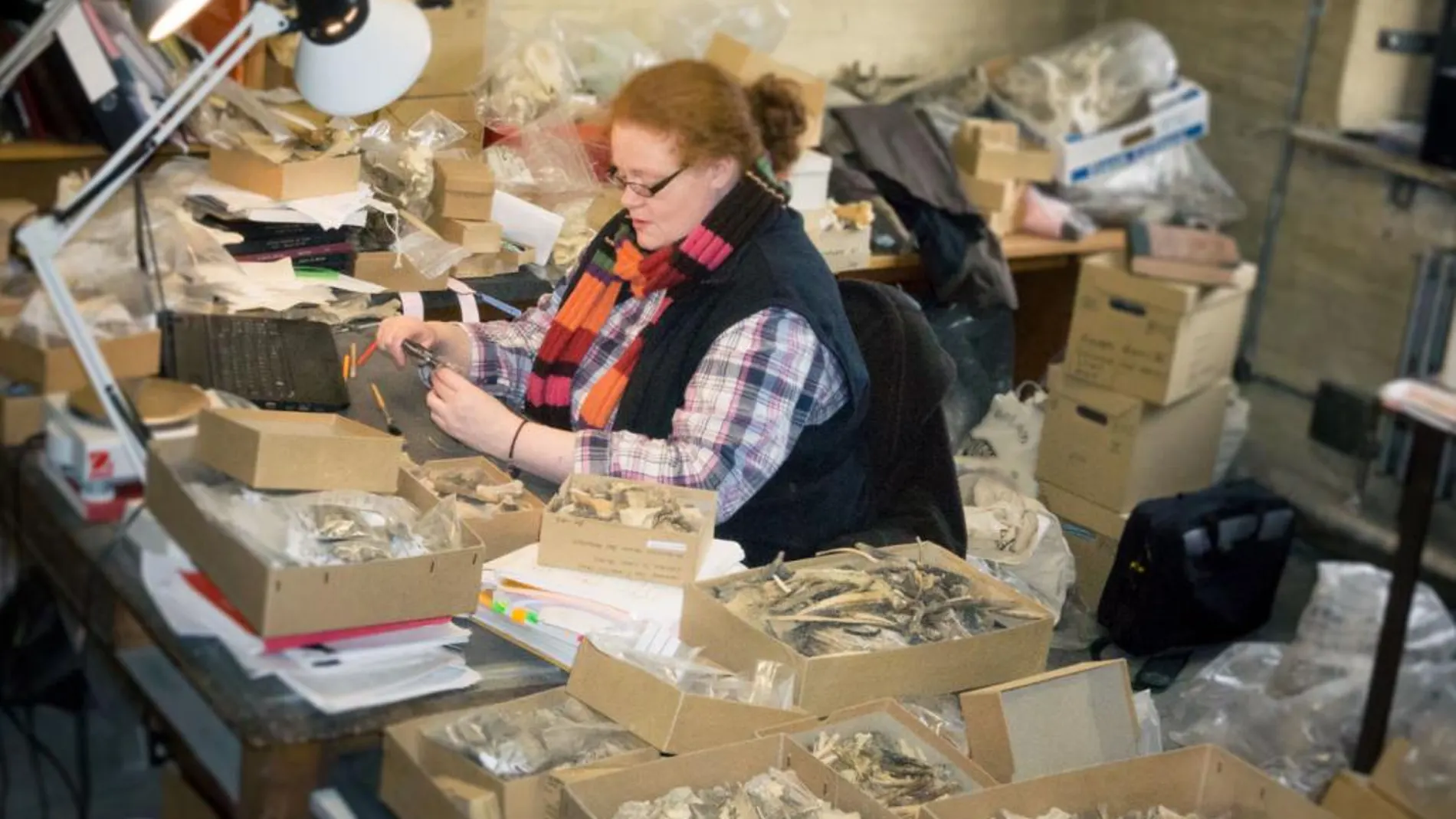 La Dr. Ruth Carden examina en el Museo Nacional de Irlanda los restos hallados