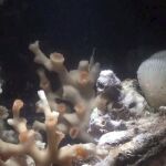 Descubren un arrecife de coral de aguas frías en un cañón submarino en el Mar Cantábrico