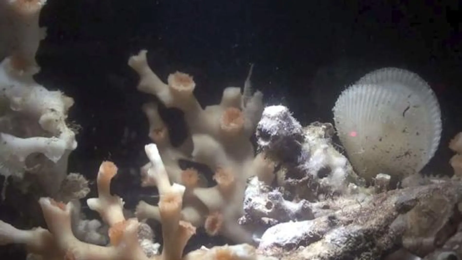 Descubren un arrecife de coral de aguas frías en un cañón submarino en el Mar Cantábrico