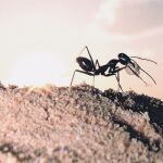 Los insectos himenópteros del hemisferio sur ganan en riqueza y diversidad