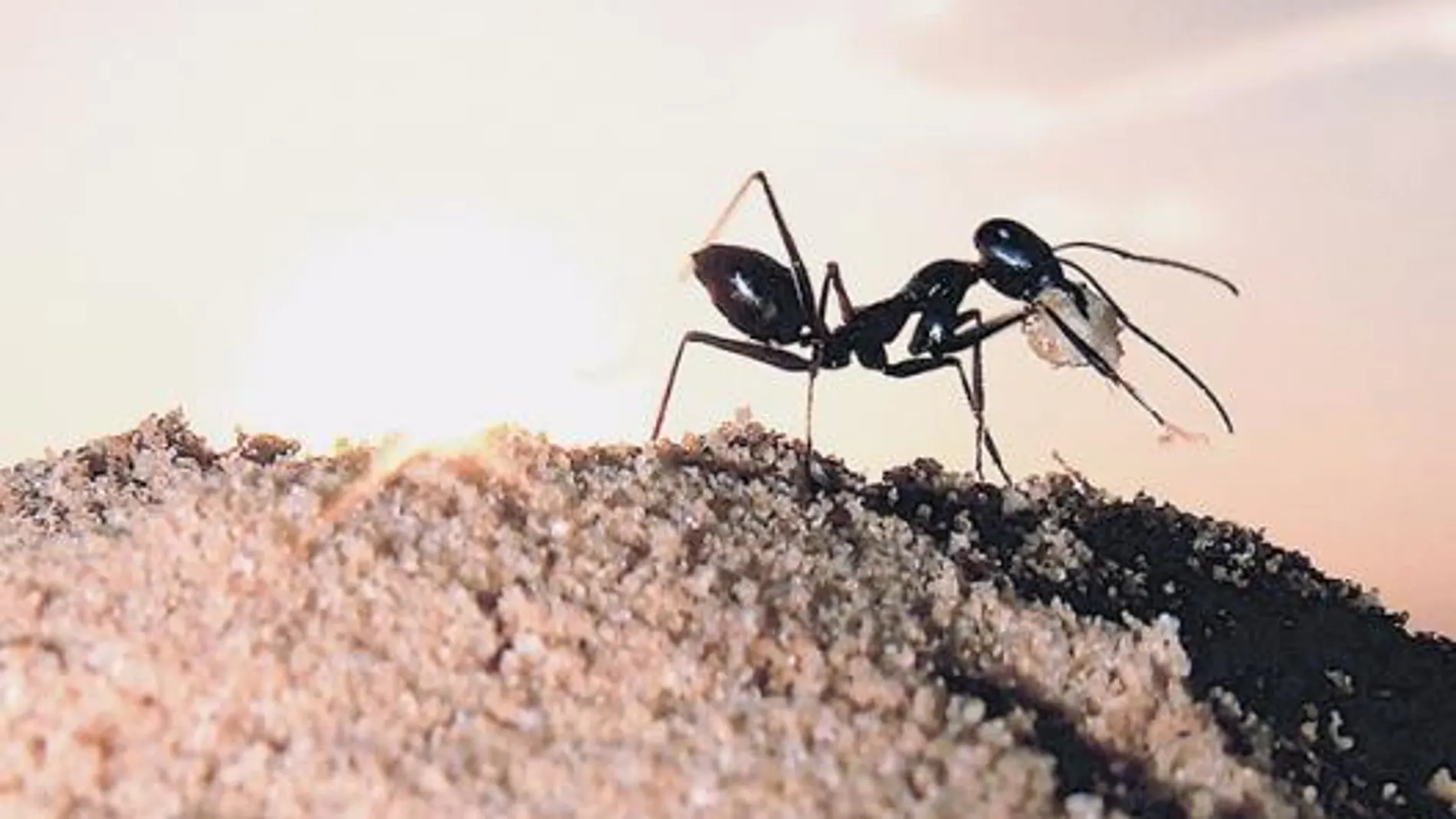 Los insectos himenópteros del hemisferio sur ganan en riqueza y diversidad