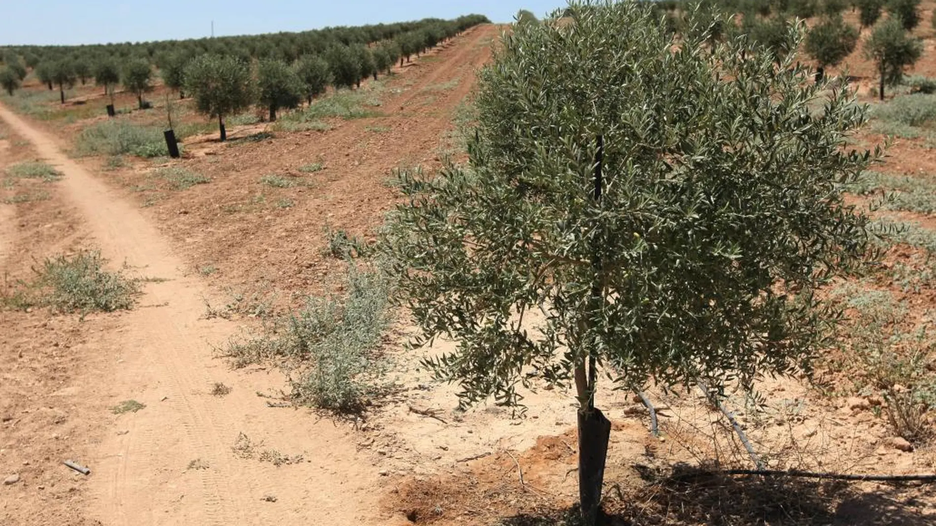 Descifran genoma completo del olivo, que permitirá mejorar aceitunas y aceite