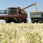 Rusia ha anunciado que podría revisar su decisión de paralizar las exportaciones el próximo mes de octubre, tras la colecta de la cosecha