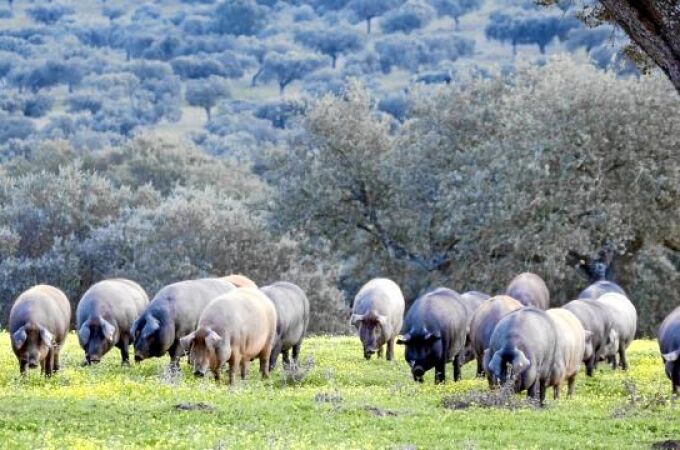 En la montanera, periodo que dura de noviembre a marzo, los cerdos ibéricos pueden pasar de pesar 90 kilos de media a 160 kg.