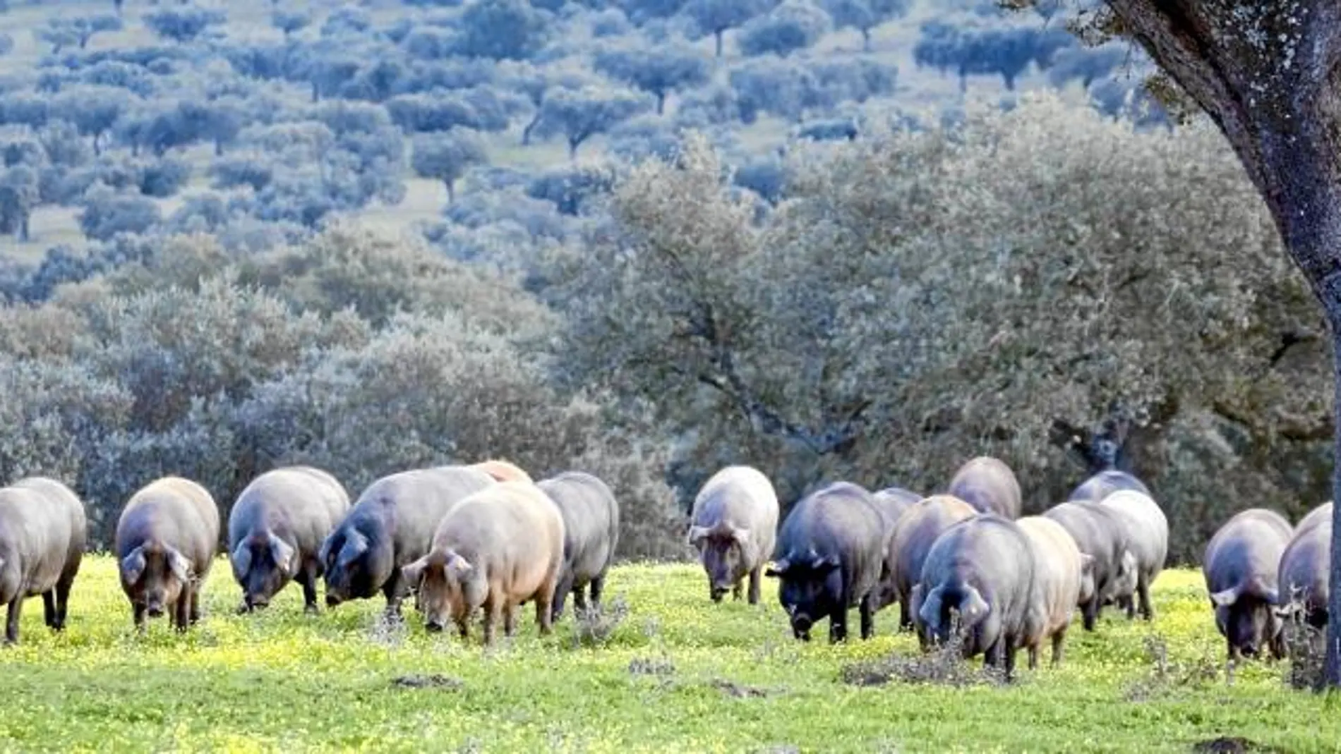 En la montanera, periodo que dura de noviembre a marzo, los cerdos ibéricos pueden pasar de pesar 90 kilos de media a 160 kg.